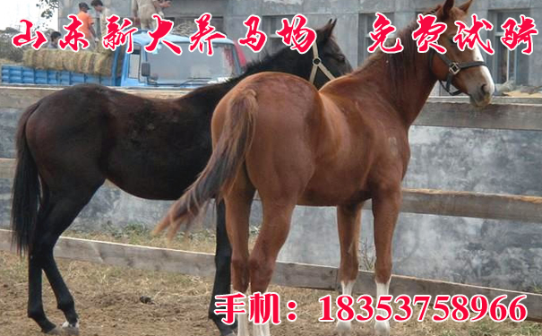 香港馬資料更新最快的,香港馬資料更新最快的來(lái)源與運(yùn)用